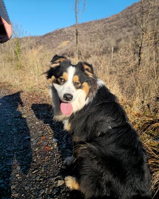 Cane per monta