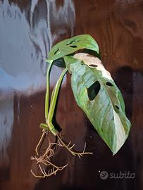 Talea di monstera adansonii variegata radicata