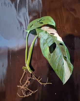 Talea di monstera adansonii variegata radicata
