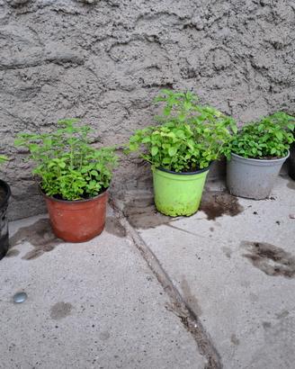 Piante di menta acquatica