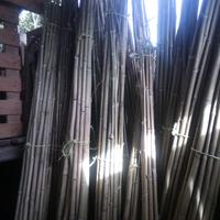 canne di bambu 
