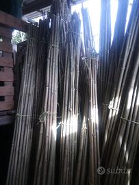 canne di bambu 