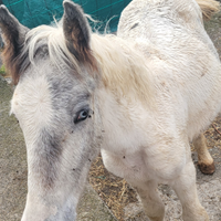Puledro 10 mesi incrocio Paint-Argentino