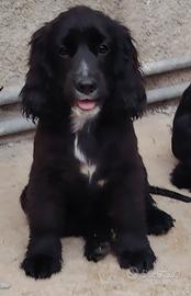 coker spaniel 