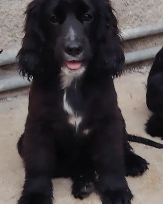 coker spaniel 