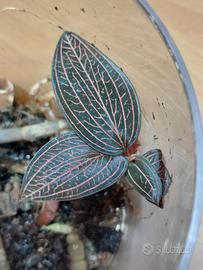 Orchidea gioiello rara + omaggio