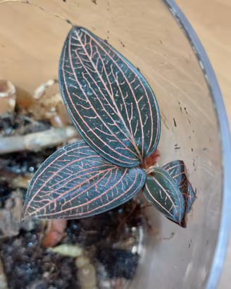 Orchidea gioiello rara + omaggio