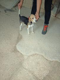 cane da caccia 