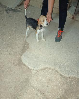 cane da caccia 