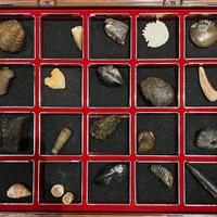 Reperti Da Collezionismo