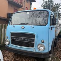 Lupetto 25 - cassonato blu
