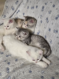 Scottish straight e scottisch fold