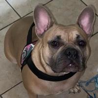 Cucciola american bully