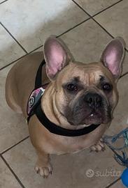 Cucciola american bully