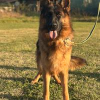 Cucciolona Pastore tedesco