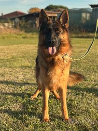 Cucciolona Pastore tedesco