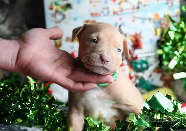 American pitbull terrier