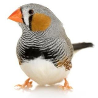 Diamantini mandarino sani e selezionati