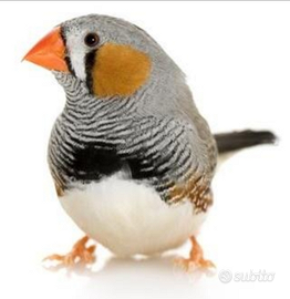 Diamantini mandarino sani e selezionati