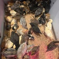 Galline ornamentali pulcini