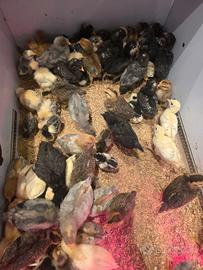 Galline ornamentali pulcini