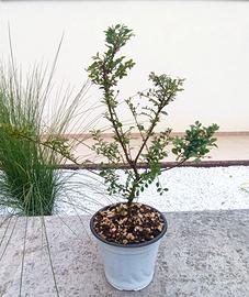 Ulmus parvifolia 'Seiju' bonsai, vaso 15 cm