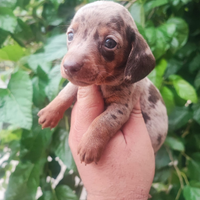 Bassotto Tedesco Cuccioli Arlecchino Cioccolato