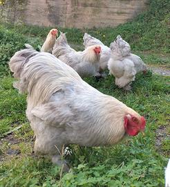 Galli/galline/pulcini/uova Brahma Isabella