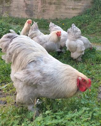 Galli/galline/pulcini/uova Brahma Isabella