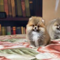 Cuccioli Spitz nano Pomerania
