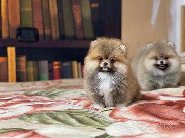 Cuccioli Spitz nano Pomerania