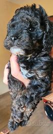 Maltipoo