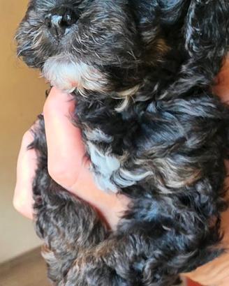 Maltipoo