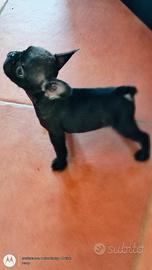 Cucciolo nero bulldog francese maschio