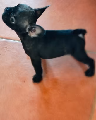 Cucciolo nero bulldog francese maschio
