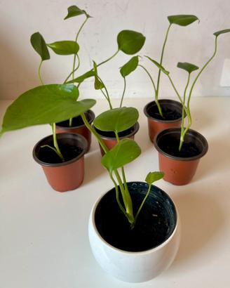 Monstera deliciosa
