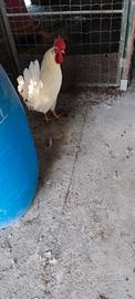 Gallo livornese