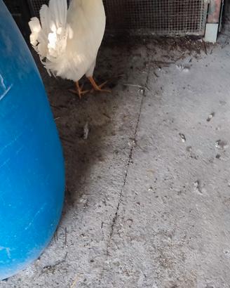 Gallo livornese