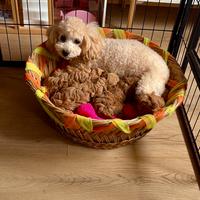 Cuccioli di barboncino Toy