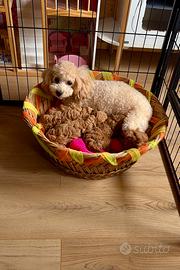 Cuccioli di barboncino Toy