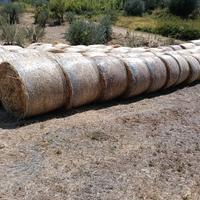 fieno 2025 avena seminata