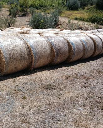fieno 2025 avena seminata