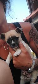 cucciolo chihuahua 