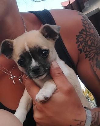 cucciolo chihuahua 