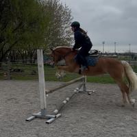 Pony sportiva