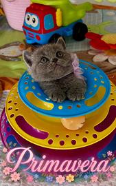British Shorthair