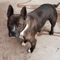 Pitbull argo e Asia di 5 anni