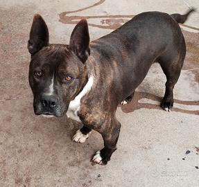 Pitbull argo e Asia di 5 anni