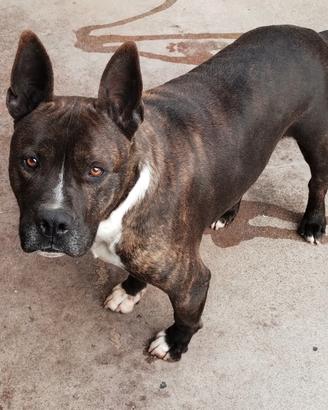 Pitbull argo e Asia di 5 anni