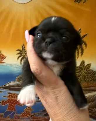 Cucciolo chihuahua